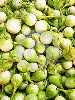 Brinjal , Green Eggplant, Solanum melongena Linn