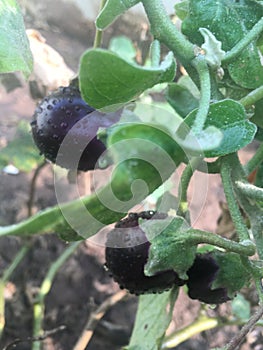 Brinjal Pant with fruits