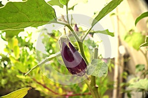 Brinjal plant, eggplant in garden