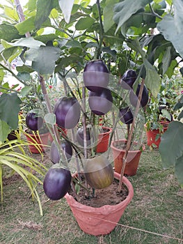 Brinjal plant is overloaded in brinjals