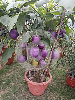 Brinjal plant is overloaded in brinjals