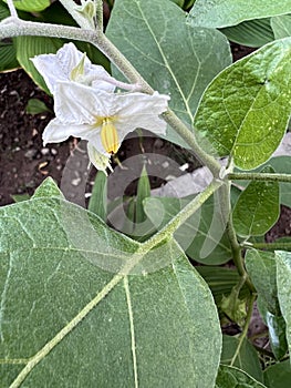 Brinjal plant with white flowers, Solanum melongena