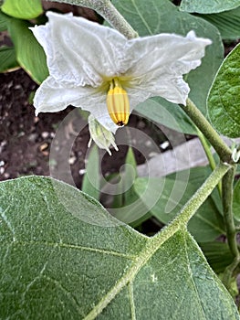 Brinjal plant with white flowers, Solanum melongena