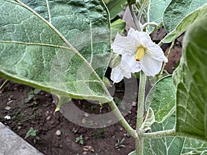 Brinjal plant with white flowers, Solanum melongena