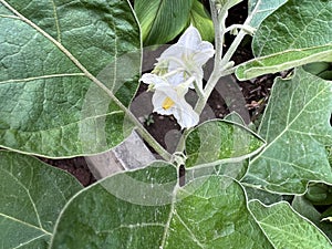 Brinjal plant with white flowers, Solanum melongena