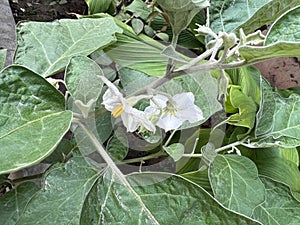 Brinjal plant with white flowers, Solanum melongena