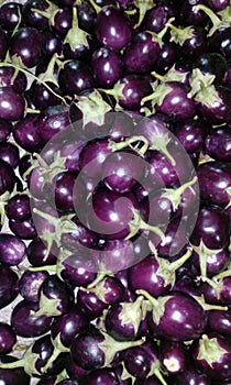 brinjal solanum melongena eggplant