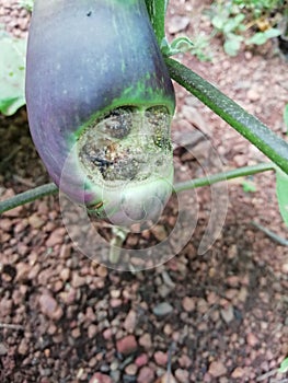 Brinjal vegitable cancer  horror designed