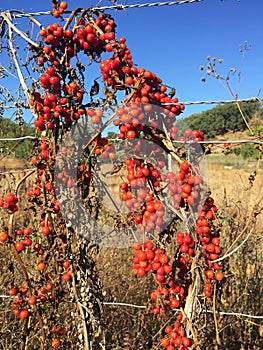 Brionia dioica red bryony and white bryony mandrake autumn berries of intense red color climbing up a metal mesh