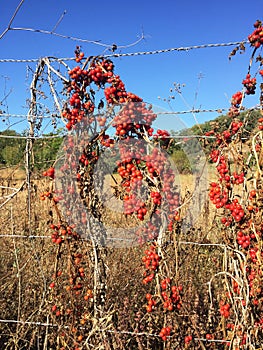 Brionia dioica red bryony and white bryony mandrake autumn berries of intense red color climbing up a metal mesh