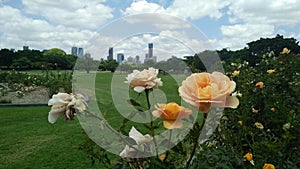 Brisbane City Skyline New Farm Park