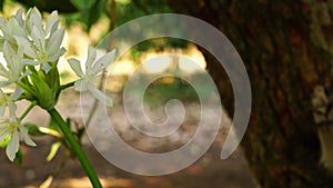 Brisbane Lily flowers moving under a tree in botanical garden