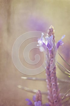 Brise ParfumÃ©e Lavender Blossoms