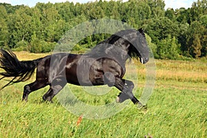 Briskly galloping black friesian stallion