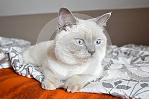 Bristish cat lilac point lying on the bed