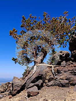 Bristle Cone Pine in High Elevation on Mountainside Clinging to Rock