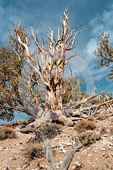 A bristle cone pine tree in California