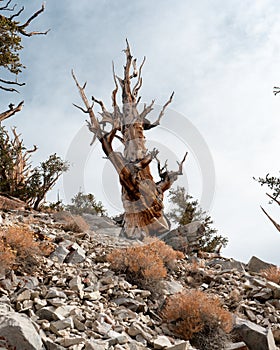 A bristle cone pine tree in California