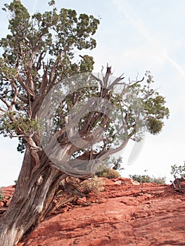 Bristle Cone Pine wood