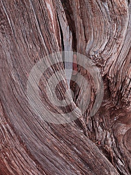 Bristle Cone Pine wood