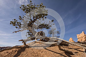 Bristle cone tree