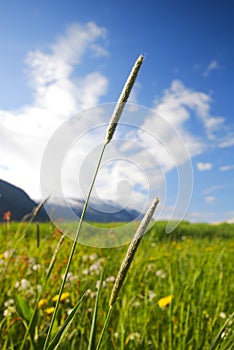 Bristle Grass photo