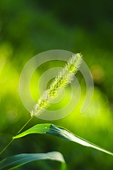 BRISTLE GRASS