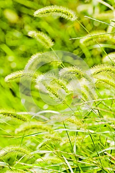 Bristle grass photo