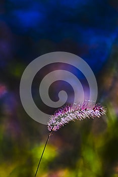 Bristle grass