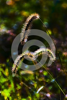 Bristle grass