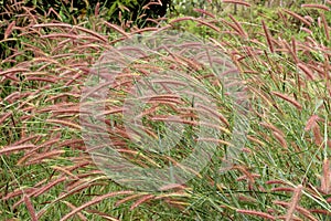 The bristle grass photo