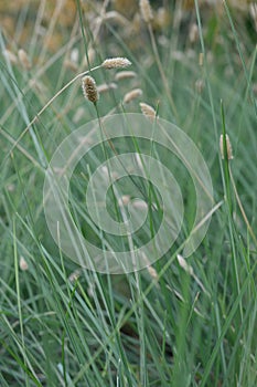 Bristle Grass Sesleria nitida, flowering grass photo