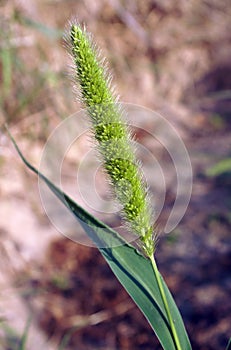 Bristle grasses Setaria photo