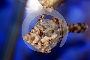 Bristle tail filefish - Acreichthys tomentosus