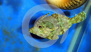 Bristle tail filefish - Acreichthys tomentosus