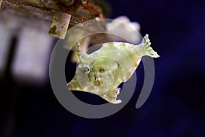 Bristle tail filefish - Acreichthys tomentosus