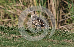 Bristle-thighed Curlew Numenius tahitiensis photo