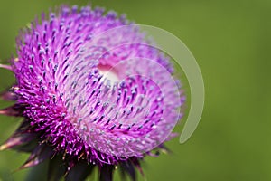 Bristle Thistle - Carduus nutans - Wildflower photo