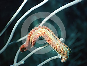 Bristle worm