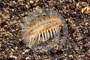 Bristle worm