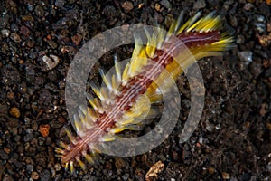 Bristle Worm on Black Sand in Indonesia