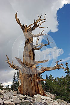The bristlecone pine