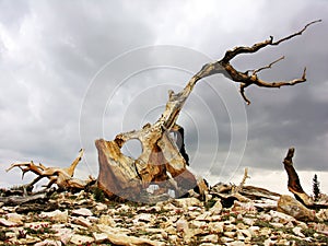 Bristlecone Pine