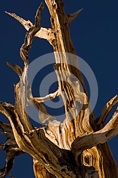 Bristlecone Pine