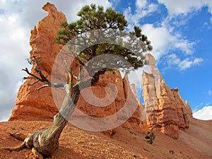 Bristlecone Pine, Bryce Canyon