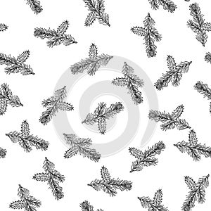 Bristlecone pine cones and branches