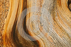Bristlecone Pine Detail