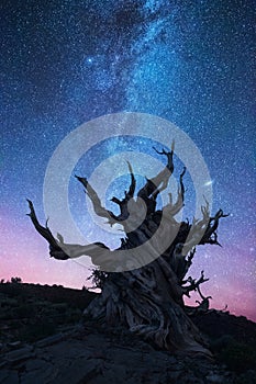 Bristlecone pine forest at night