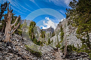 Bristlecone Pine Grove Trail - Great Basin National Park - Baker