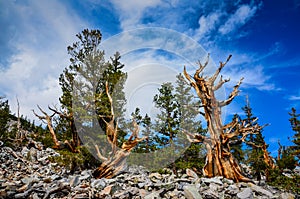 Bristlecone Pine Grove Trail - Great Basin National Park - Baker photo